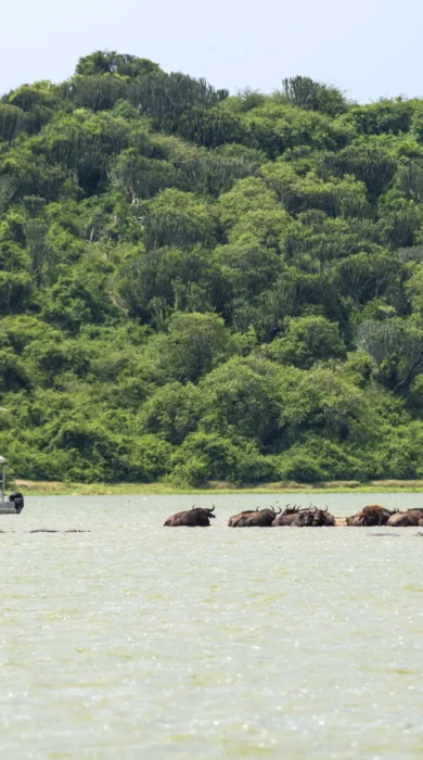 Hippos, Kyambura Gorge, Queen Elizabeth Np, Uganda