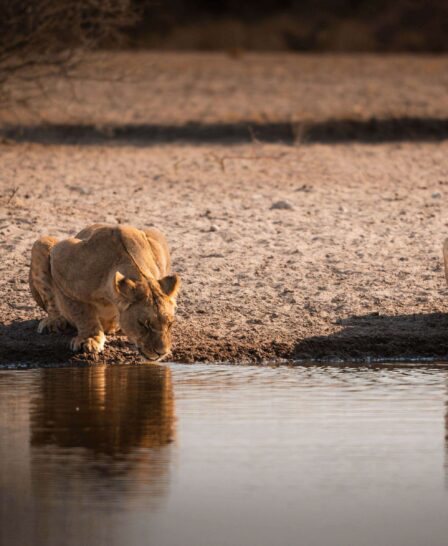 lions drinking, dinaka, kalahari, botswana- Yellow Zebra Safaris