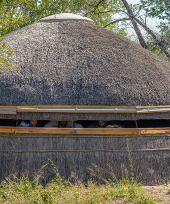hide, dinaka, kalahari, botswana - Yellow Zebra Safari