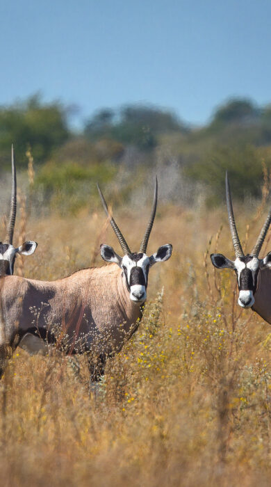 gemsbok, dinaka, kalahari, botswana - Yellow Zebra Safaris