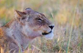 lioness at okuti camp, moremi, botswana - Yellow Zebra Safaris