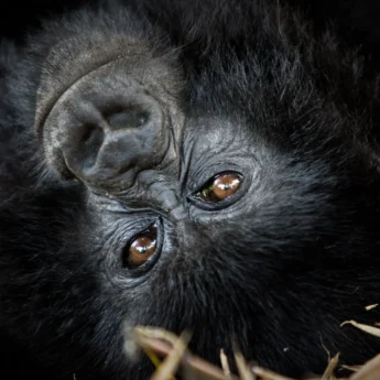 gorilla close up, uganda safaris, kenya holidays