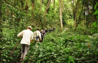 walking safari, bwindi impenetrable national park, uganda safaris