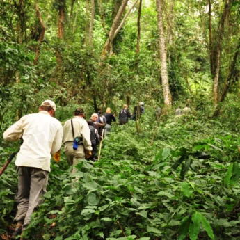 walking safari, bwindi impenetrable national park, uganda safaris