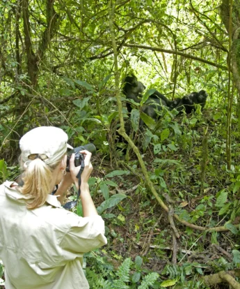 gorilla photography, bwindi impenetrable national park, uganda safaris