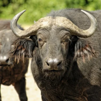 buffalo, queen elizabeth national park, uganda safaris