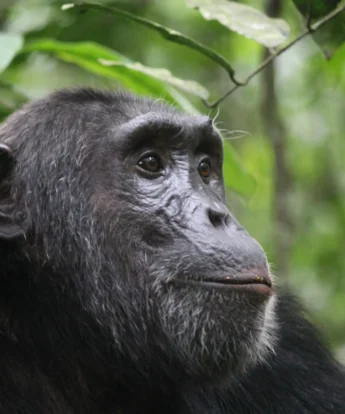 chimpanzee trekking, kibale national park, uganda safaris