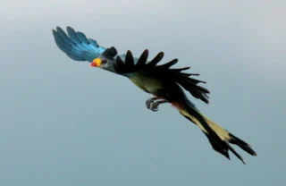 bird safaris, kibale national park, uganda safaris