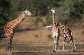 giraffes, lake mburo national park, uganda safaris