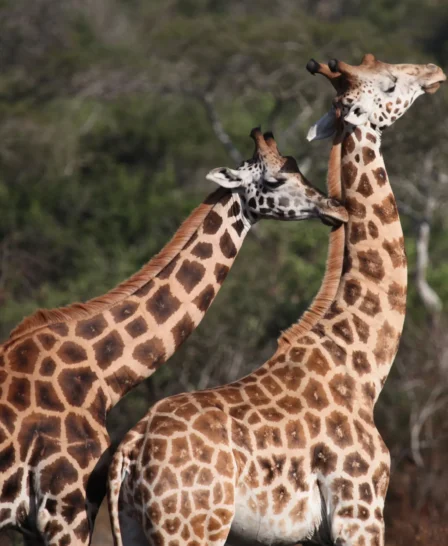 giraffe safaris, lake mburo national park, uganda safaris