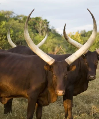 wildlife, lake mburo national park, uganda safaris