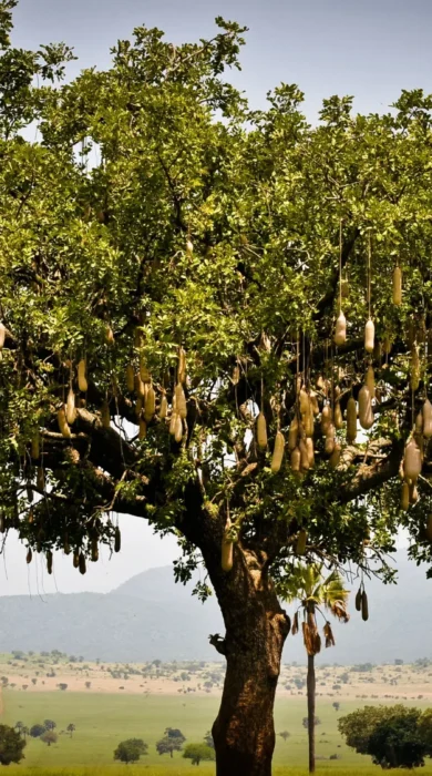 fruit tree, kidepo valley national park, uganda safaris