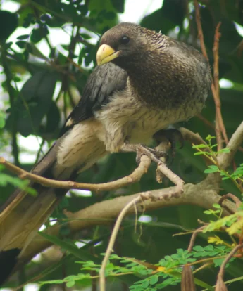 wildlife, entebbe town, uganda safaris, africa vacations
