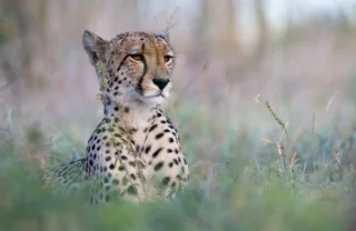 Wildlife Cheetah Singita Kruger National Park