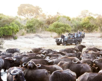 buffalo game drive, timbavati private game reserve, south africa