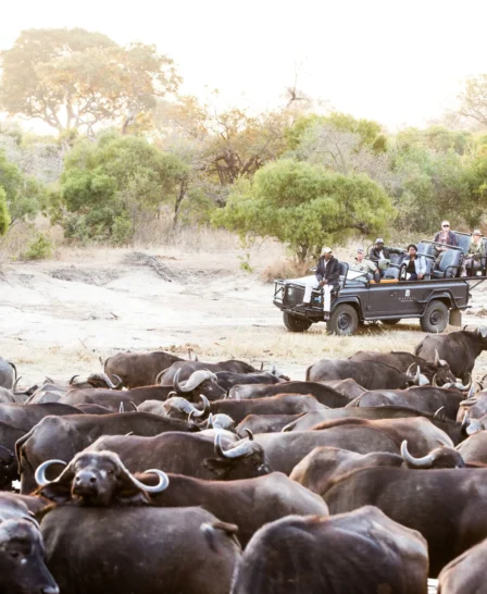 buffalo game drive, timbavati private game reserve, south africa