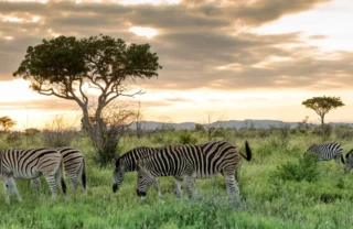 sunset over madikwe game reserve, south africa