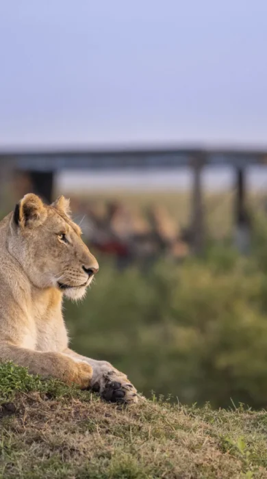 Lion, Governors Camp, Maasai Mara, Kenya