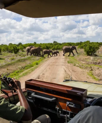 jabali ridge game drive closeup