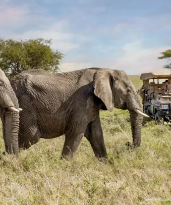 Drive, One Nature Mara River, Serengeti NP, Tanzania