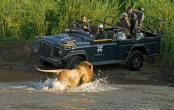 DD LandRover Lion