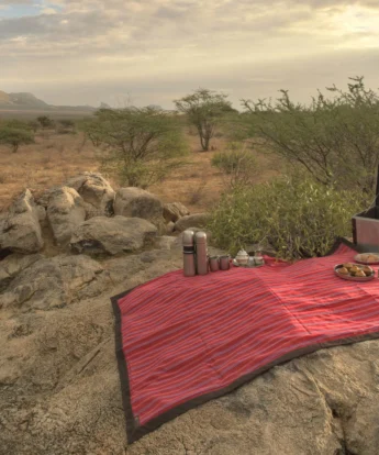 saruni samburu wilderness picnic kenya yellow zebra safaris