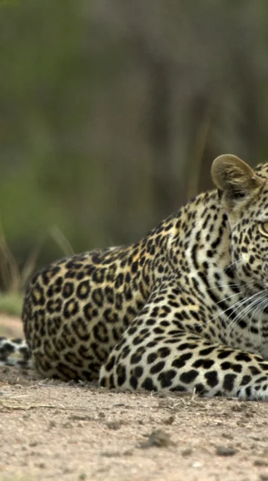 JM Leopard1