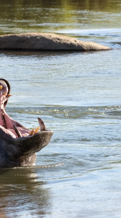 lion sands river lodge south africa yellow zebra safaris hippo