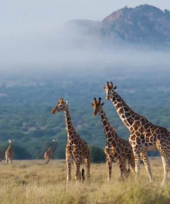 karisia walking safaris giraffe yellow zebra safaris