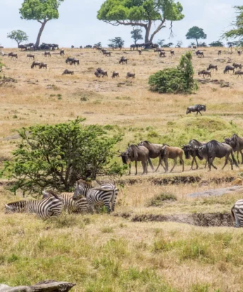 offbeat riding safaris mara kenya yellow zebra safaris