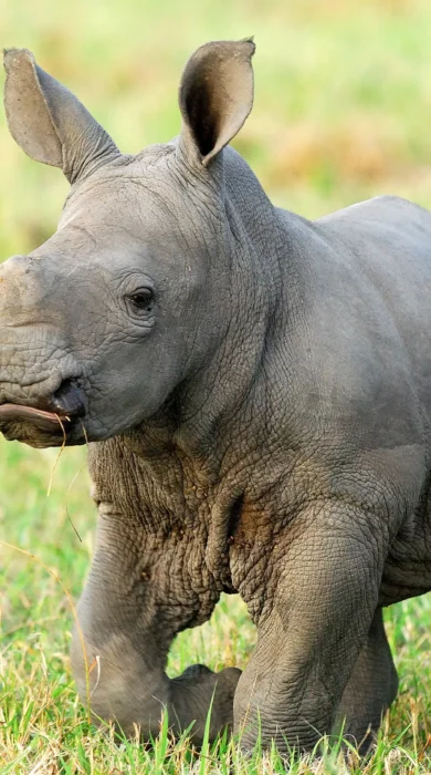 baby rhino 002