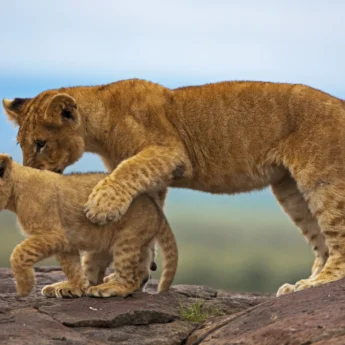 Lion and cub, Maasai Mara National Park, Kenya