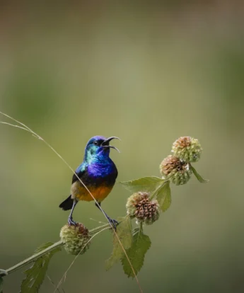 Birdlife, Sabyinyo, Volcanoes National Park, Rwanda