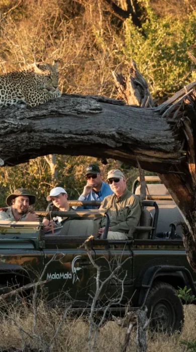 Game Drive, Mala Mala, Sabi Sands, South Africa