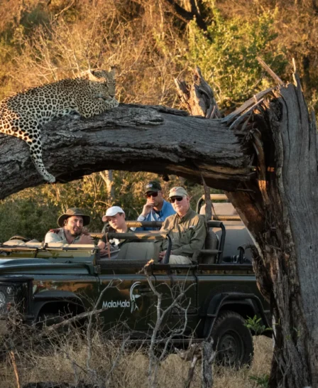 Game Drive, Mala Mala, Sabi Sands, South Africa