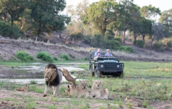 Lions, Mala Mala, Sabi Sands, South Africa