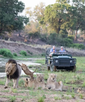 Lions, Mala Mala, Sabi Sands, South Africa