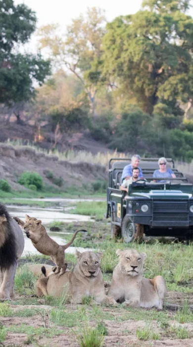 Lions, Mala Mala, Sabi Sands, South Africa