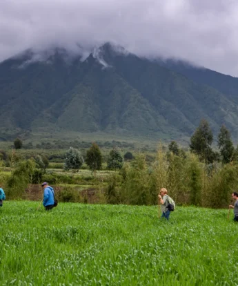 volcanoes national park rwanda yellow zebra safaris