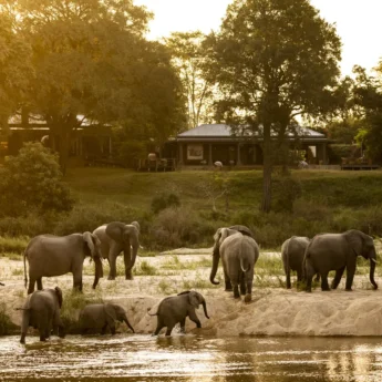 elephants, rattrays on mala mala, sabi sands, south africa
