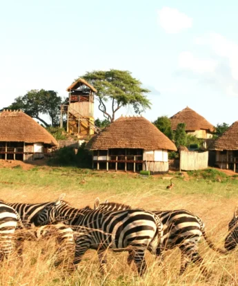 thatched huts, kidepo valley national park, uganda safaris