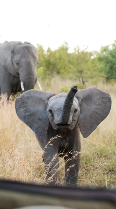 Singita Boulders Lodge Wildlife3