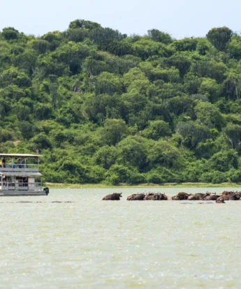 Hippos, Kyambura Gorge, Queen Elizabeth Np, Uganda