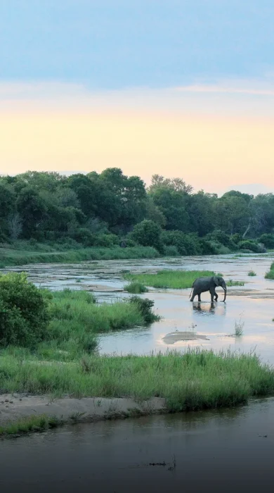 elephant in river kiara