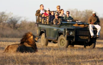 savanna safari