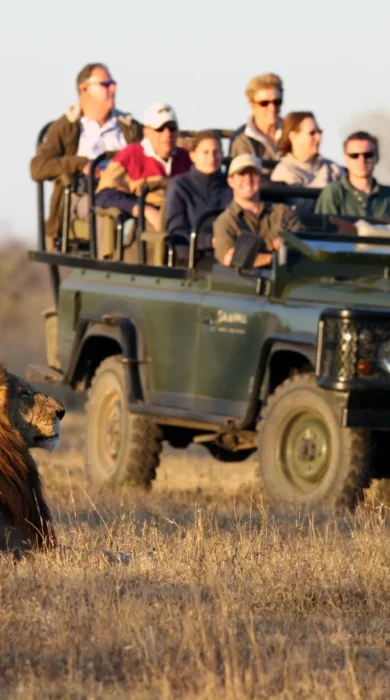 savanna safari