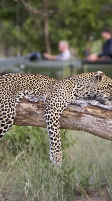 Game Drive 1