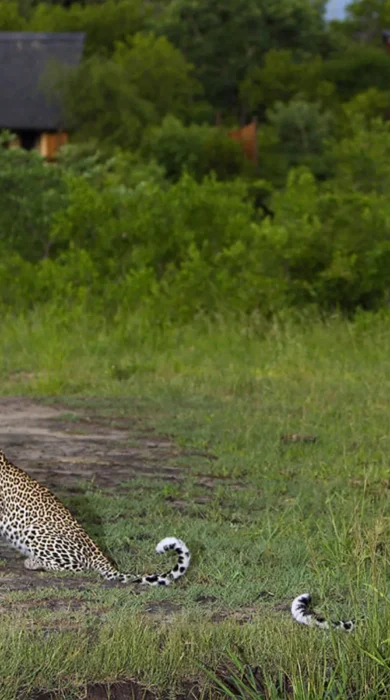 30. Leopards in front of lodge