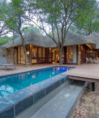 dulini leadwood south africa pool deck yellow zebra safaris