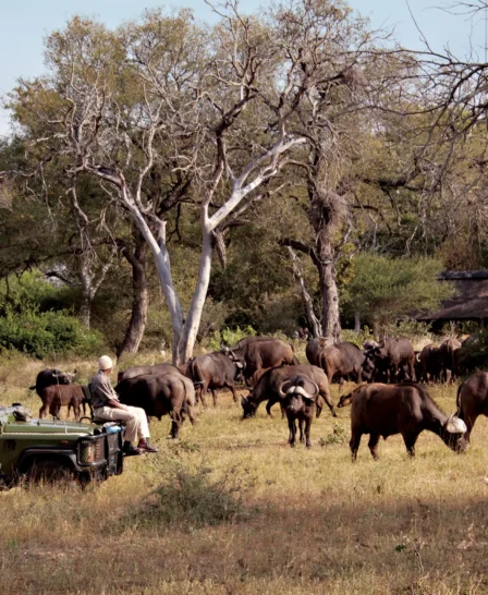 kings camp south africa buffalo yellow zebra safaris